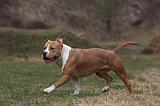 AMSTAFF ADULT 314